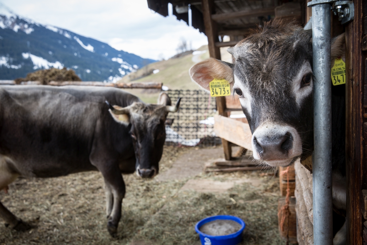Bäsmabeizli Hennägadä