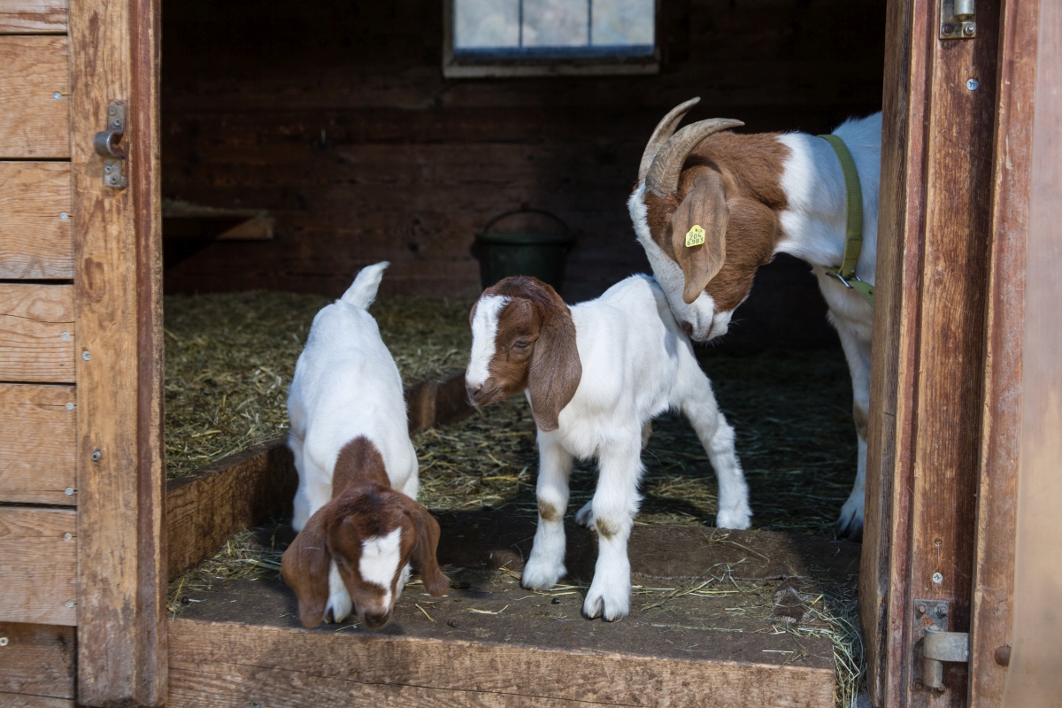 Padratscha-Hof Serneus