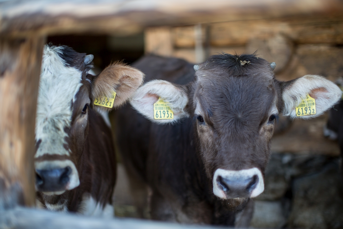 Padratscha-Hof Serneus