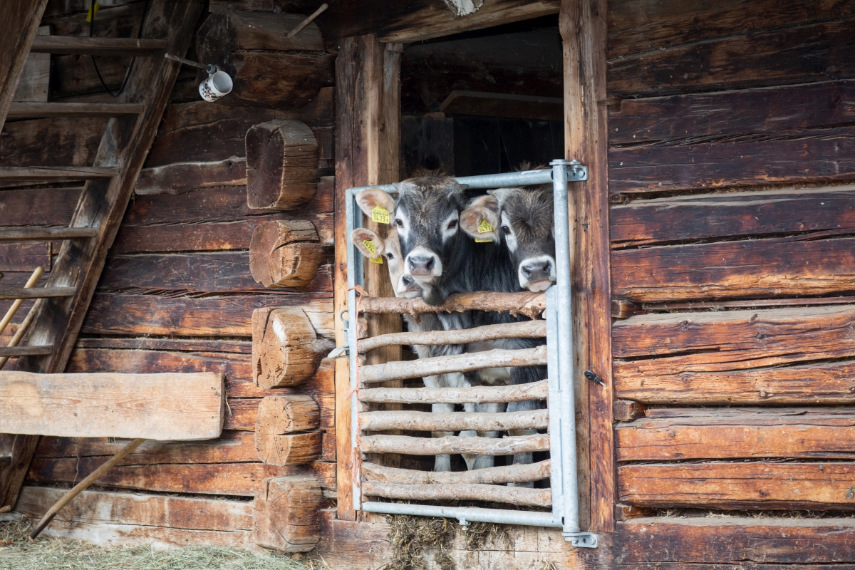 Bäsmabeizli Hennägadä