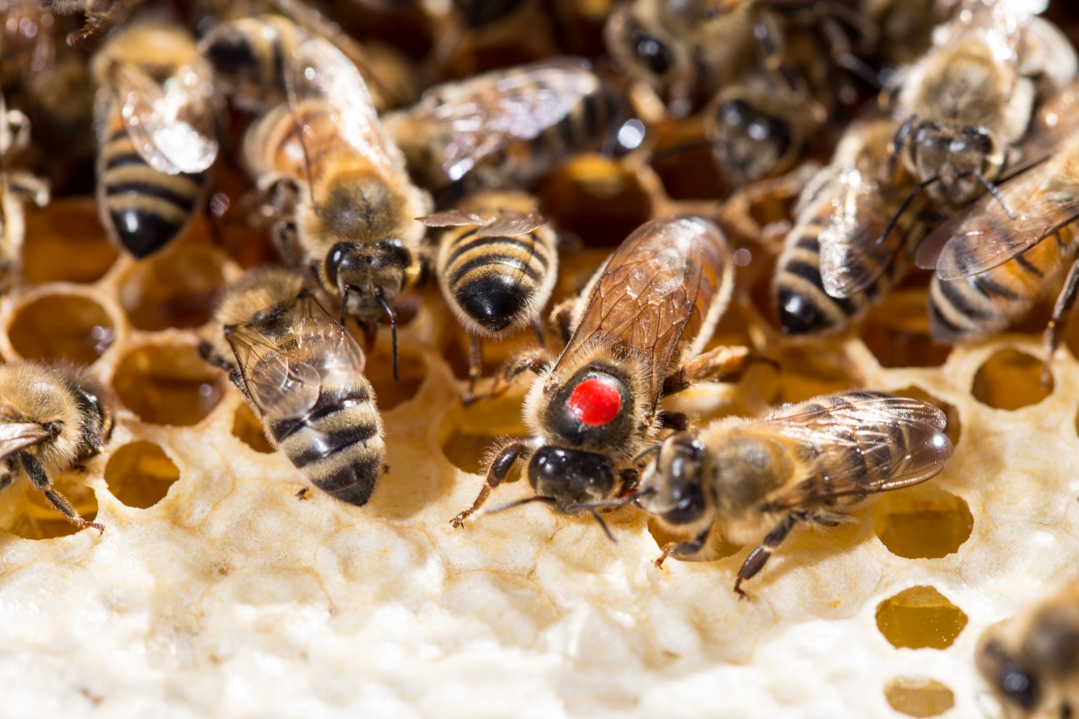 Simon Grischott Simi-s-Imi